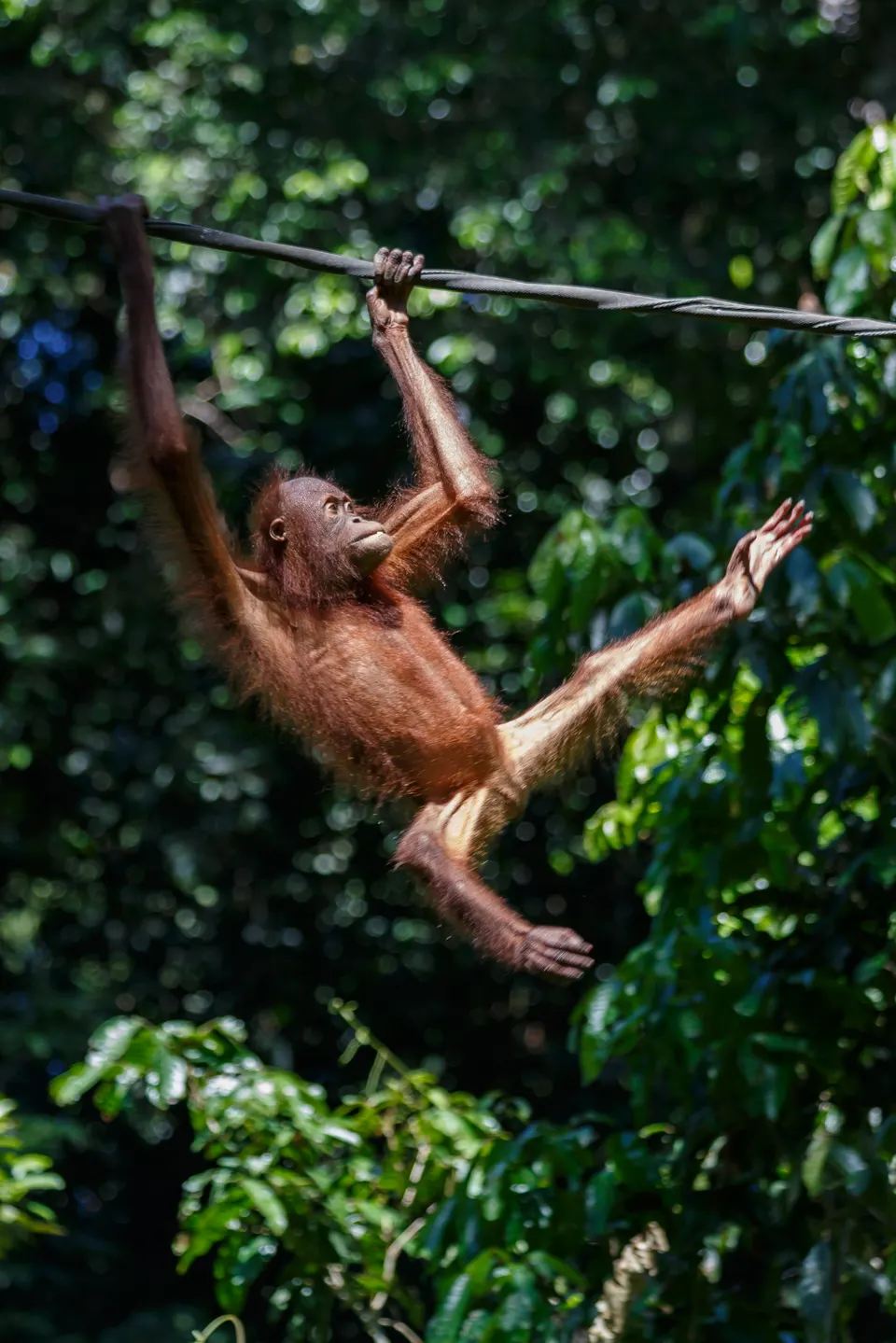 Orangután de Borneo en las plataformas de alimentación de la selva protegida del santuario de Sepilok.