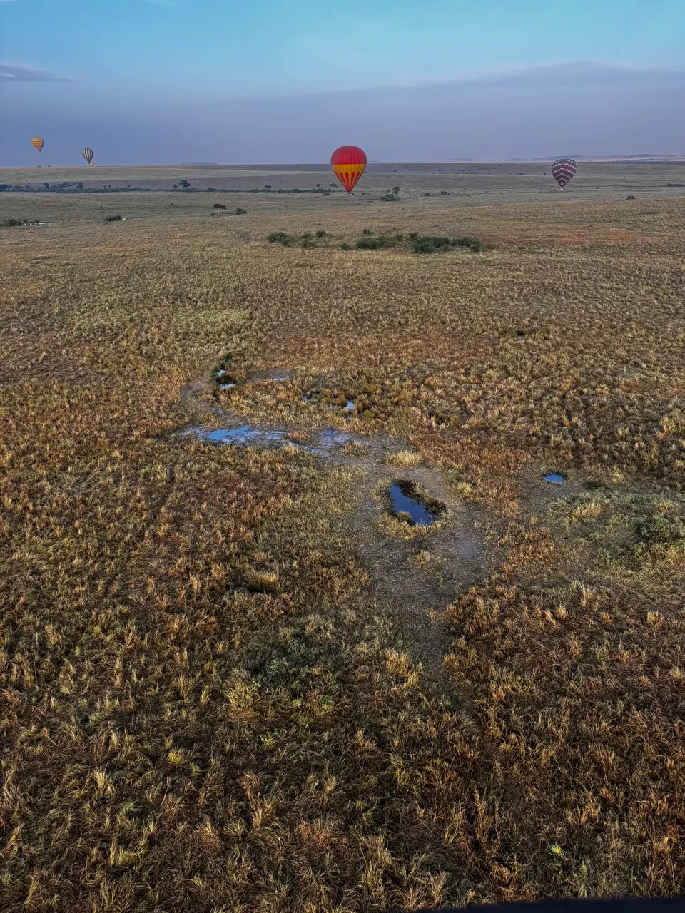 Cesta de globo aerostático elevándose sobre las manadas de herbívoros en Masai Mara al amanecer.