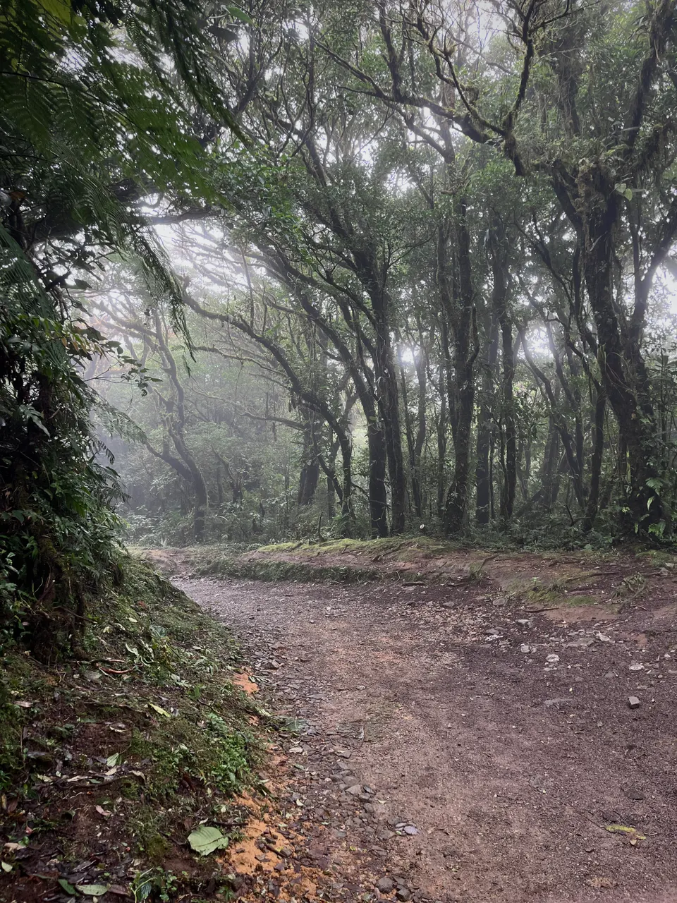 Foggy trail in the monteverde cloud forest en monteverde