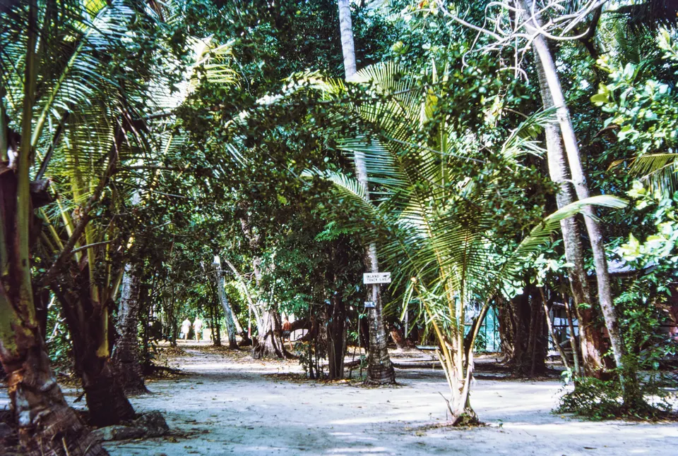 Cayo de coral y densa vegetación tropical rodeada de playas blancas en Green Island, Cairns.