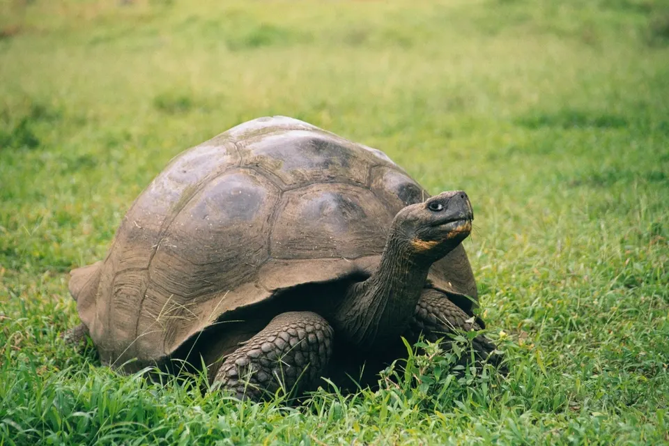 ¨Galapagas Riesenschildkröte Chelonoidis porteri en galapagos