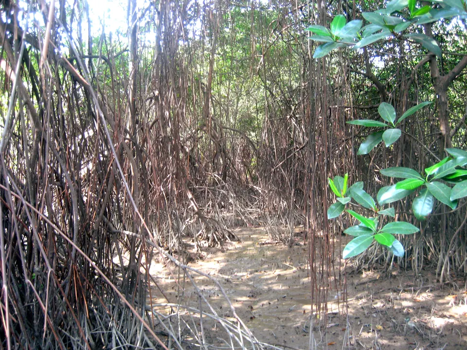 Foto de un manglar en el Parque Histórico Guayaquil en guayaquil