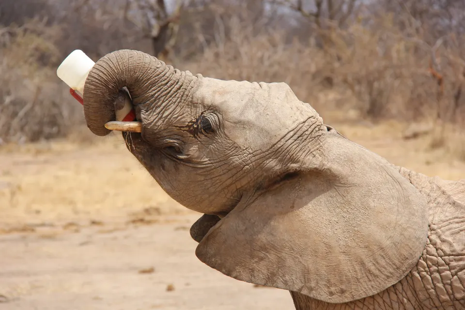 Cuidadores del David Sheldrick Wildlife Trust alimentando con biberón a crías de elefante rescatadas.