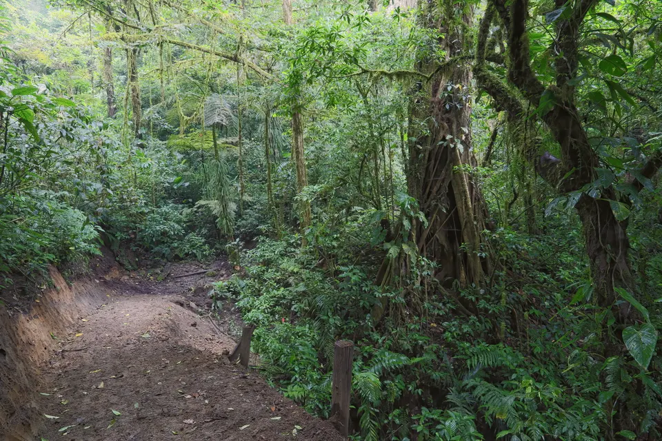 Tropical forest, San Gerardo Biological Station, Children's Eternal Rainforest (Bosque Eterno De Los Niños), Costa Rica en monteverde