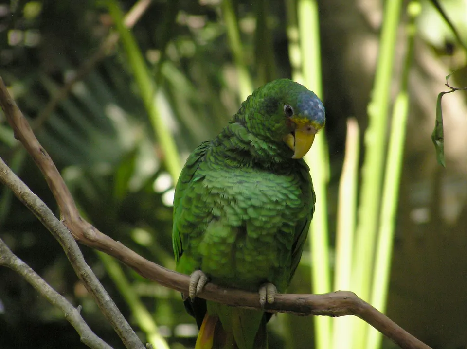 A female Yellow-lored Amazona also known as the Yucatan Amazona at Xcaret Eco Park, Quintana Roo, Mexico. en playa-del-carmen