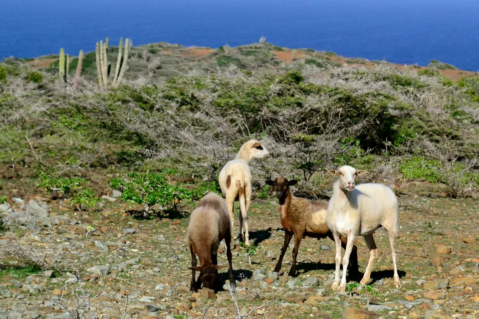 Cabras en el Parque Nacional Arikok, Aruba.