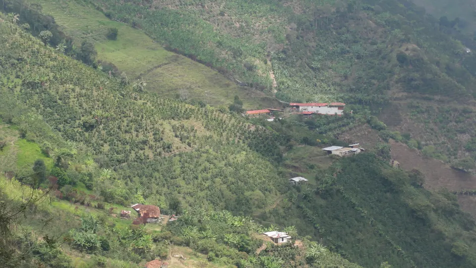 Laderas onduladas cultivadas con cafetales bajo la sombra de plataneros en el Paisaje Cultural Cafetero