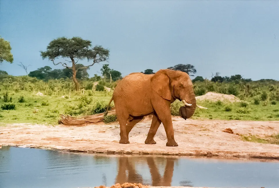 Decenas de elefantes bebiendo y bañándose al atardecer en una charca de agua del Parque Nacional Hwange.