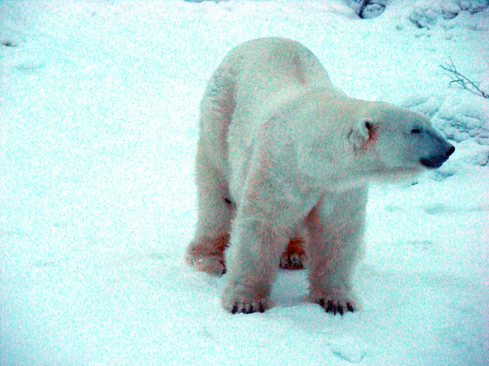 Oso polar en su hábitat natural ártico en el parque de fauna salvaje de Ranua al sur de Rovaniemi.