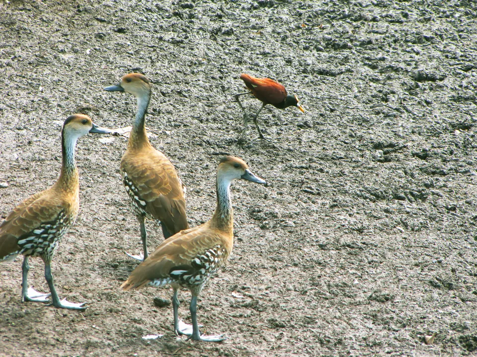 Patos silbadores y jacana en la Royal Palm Reserve, cerca de Negril.