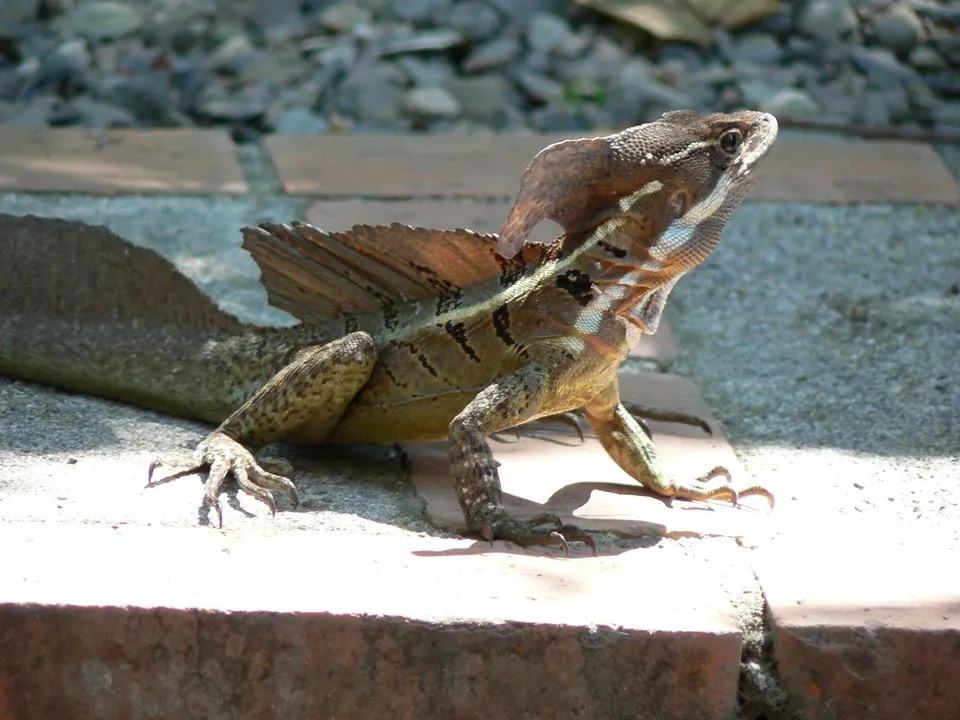 Common Basilisk (or Jesus [Christ] Lizard).  Photo taken in Manual Antonio, Costa Rica en tortuguero