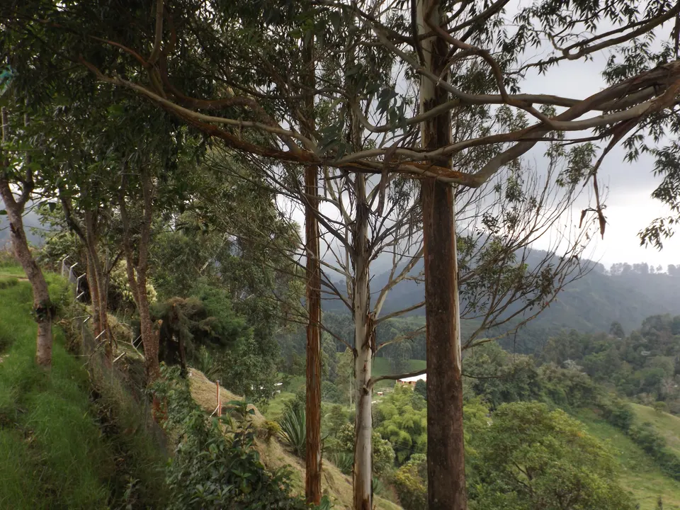 Escaleras y mirador panorámico sobre los tejados de barro de Salento y el valle del río Quindío