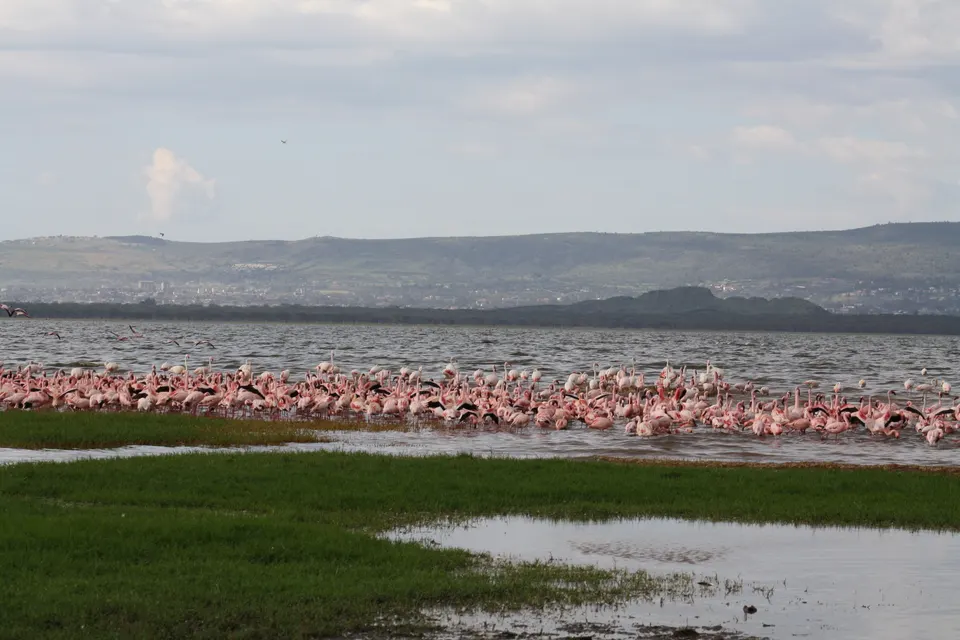 Rinoceronte negro africano ramoneando en la espesura del sotobosque del Parque Lago Nakuru.