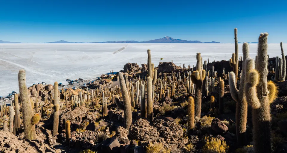 Cactus gigantes milenarios en la Isla Incahuasi, en medio de la planicie del Salar de Uyuni.