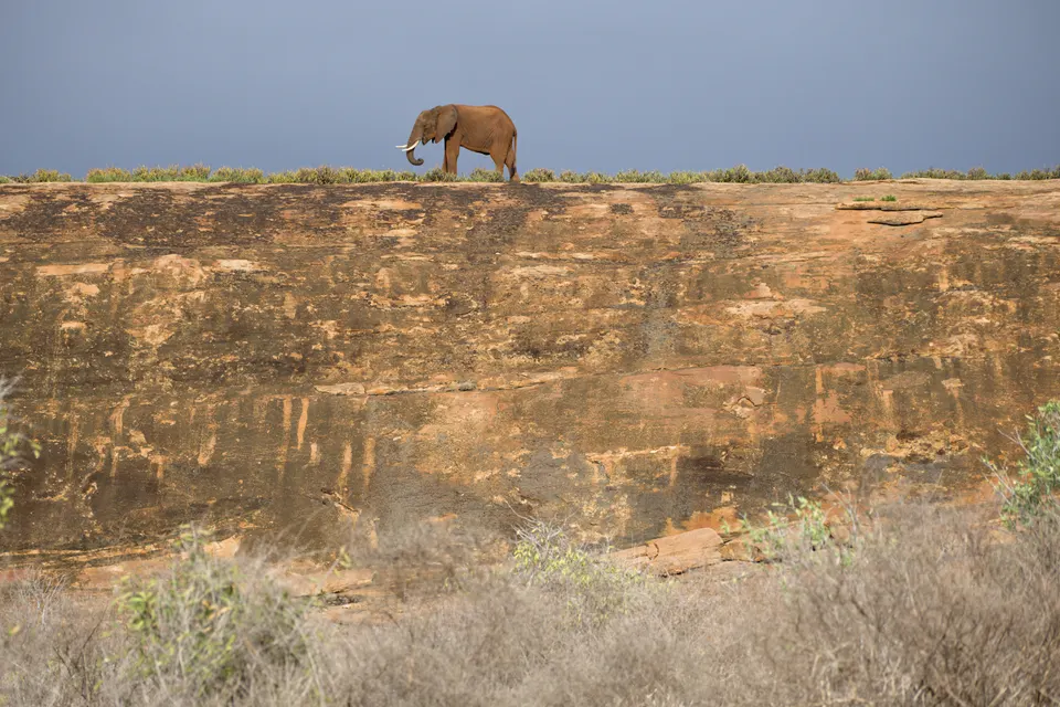 Elefantes de Tsavo cubiertos de polvo rojo de laterita en medio de la inmensa sabana keniata.