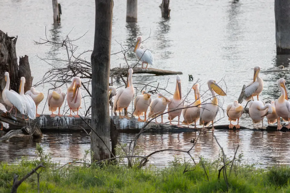 Pelícanos blancos y cormoranes congregados en el promontorio de Pelican Point.