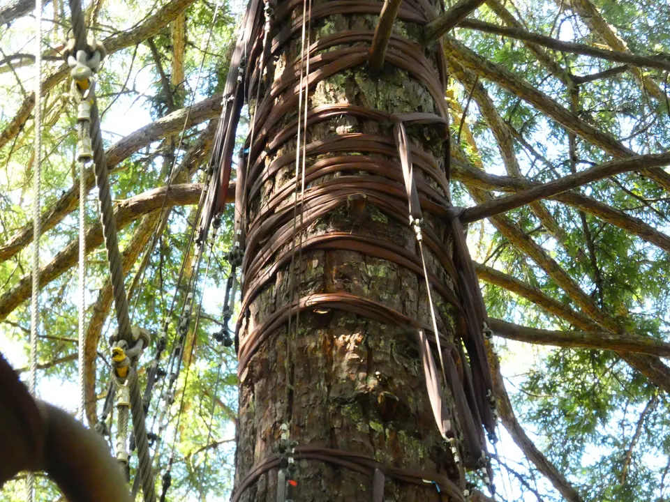 Pasarelas colgantes suspendidas entre gigantescas secuoyas en el bosque de Whakarewarewa.