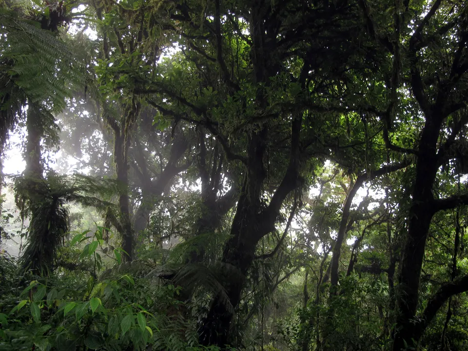 Cloud forest bosque in the Monteverde Cloud Forest Reserve — in Puntarenas Province, Costa Rica. en monteverde