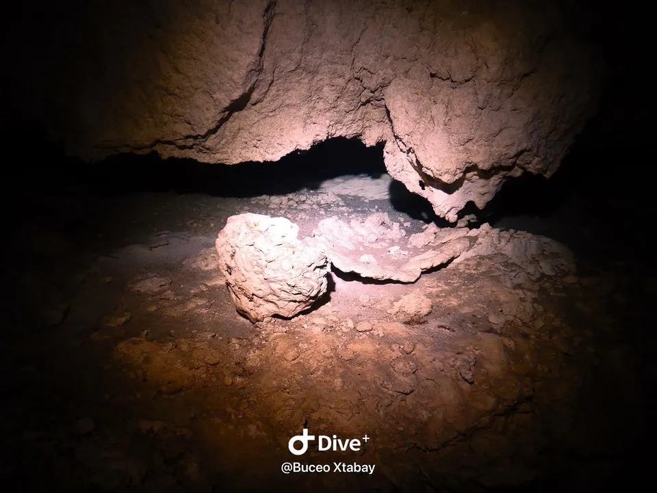 Fotografía subacuática en el cenote Maravillas, de la Ruta de los cenotes en Puerto Morelos, donde se muestra un coral f en cancun