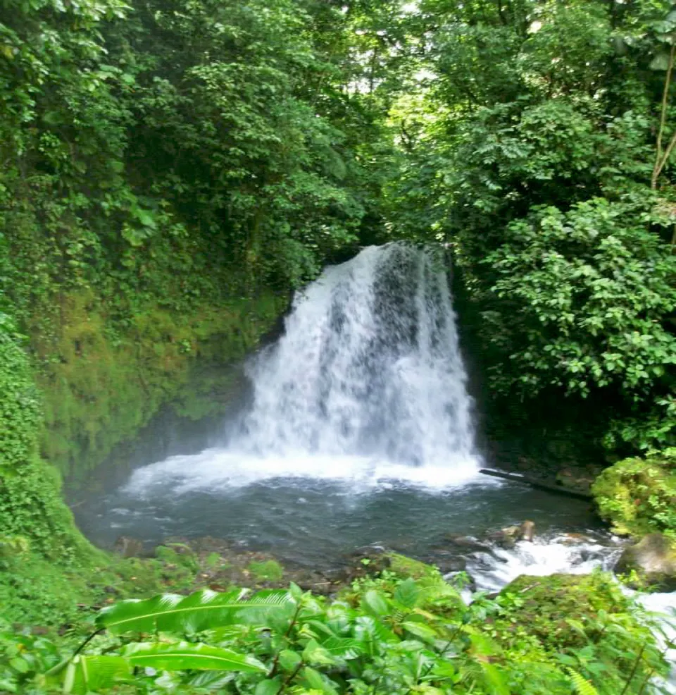 (photo provided by Anna Yoder)
(summer 2014)


Locality: base of Chato Volcano, Arenal Volcano National Park, western Al en la-fortuna