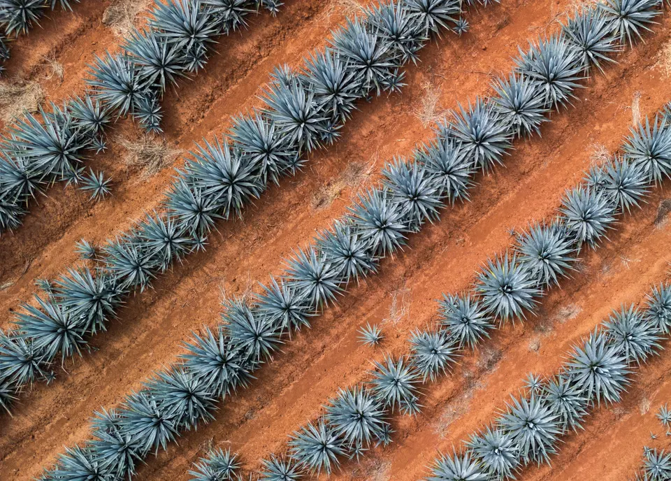 Agave field in Jalisco, Mexico en mexico