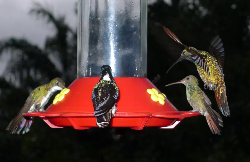 Dusk at the feeders en monteverde