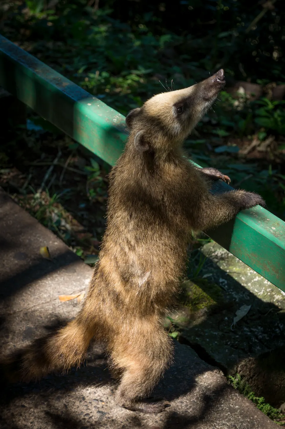 Coatí sudamericano de cola anillada buscando frutos en los senderos de la selva de Iguazú.