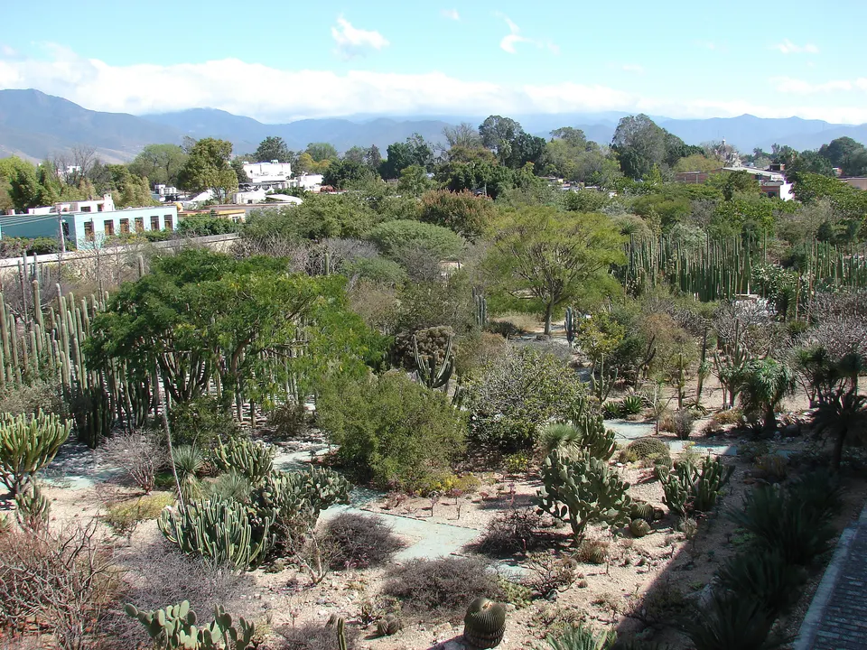 Ethnobotanical Garden of Oaxaca, on the inside ex-convent of Santo Domingo de Guzmán, Oaxaca, Oaxaca, Mexico. en oaxaca