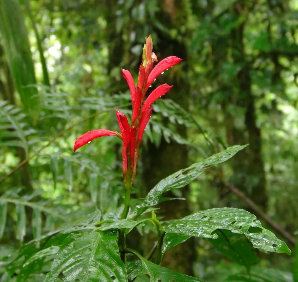 Razisea spicata. Costa Rica, Monteverde Cloud Forest Reserve, Selvatura (hanging bridges and) walkway, ca 1500 m. en monteverde