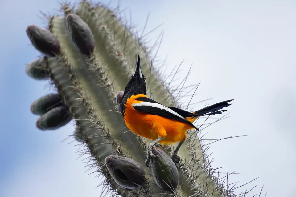 Turpial venezolano posado sobre el fruto de un cactus, en el interior de Aruba.