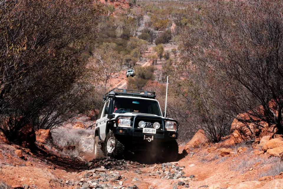 Ejemplar de canguro rojo en su hábitat natural de la sabana y pastizales del outback australiano.