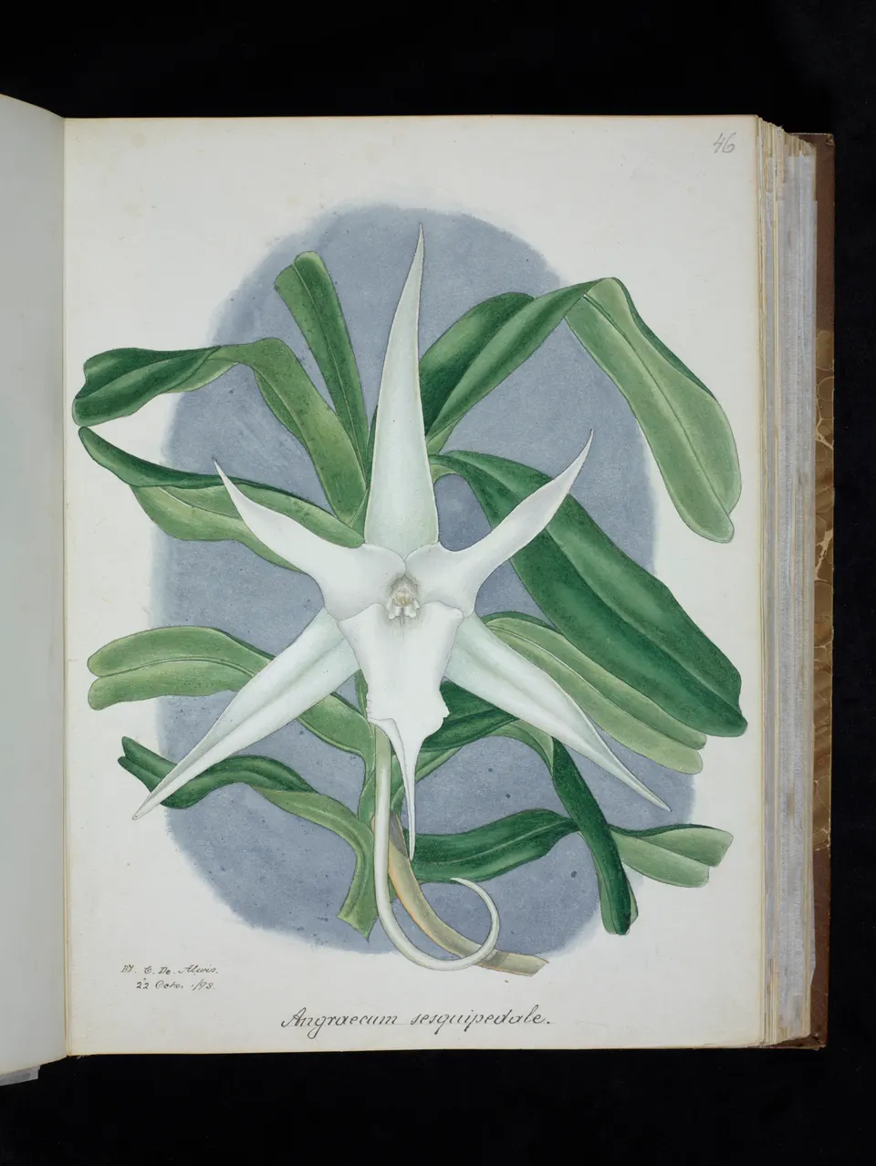 Orquídea cometa de Darwin (Angraecum sesquipedale), con su largo espolón floral adaptado a polillas.