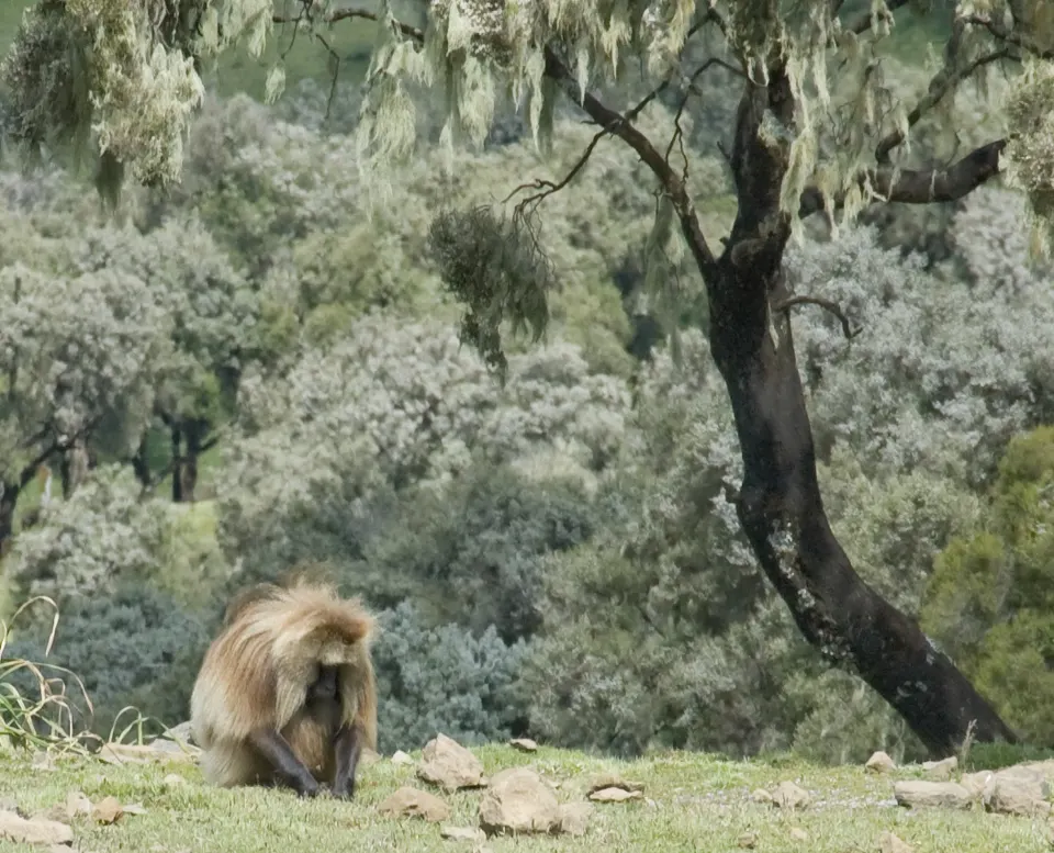 Macho adulto de babuino gelada con su característico pecho rojo pastando en las cumbres de Simien.