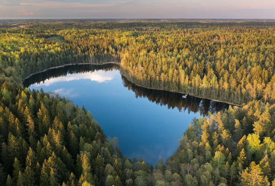 Bosque boreal de pinos y abetos reflejado en las aguas tranquilas de un lago finlandés en verano.