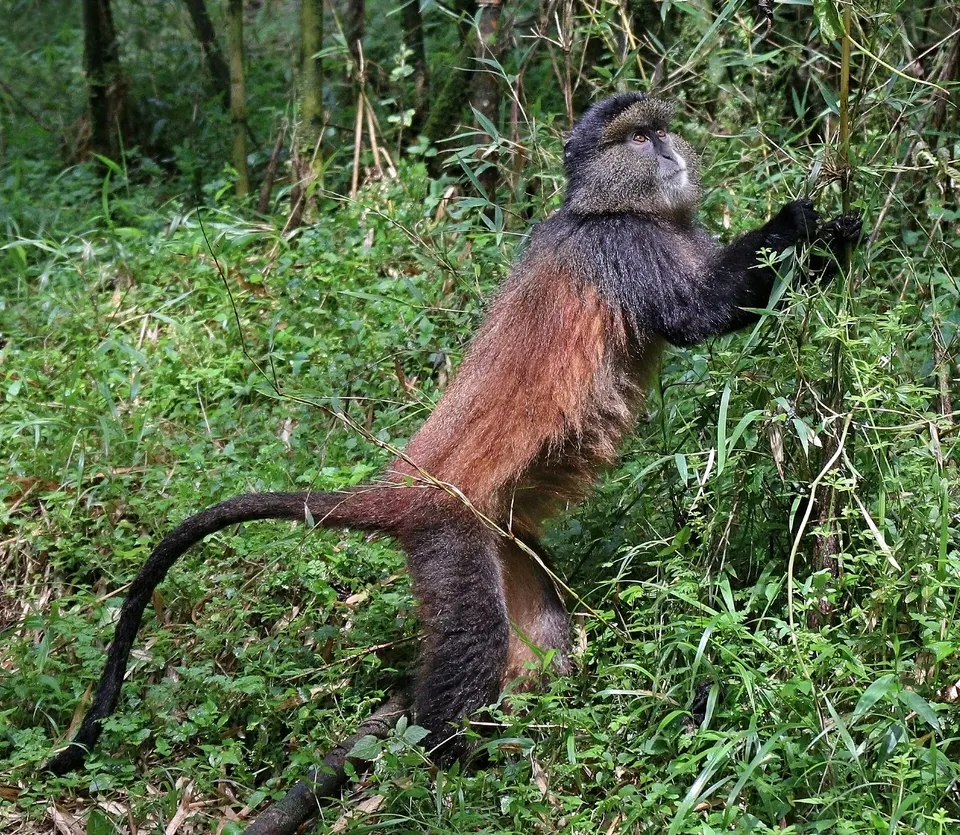 Mono dorado (Cercopithecus kandti) alimentándose en el bosque de bambú de las Virungas.