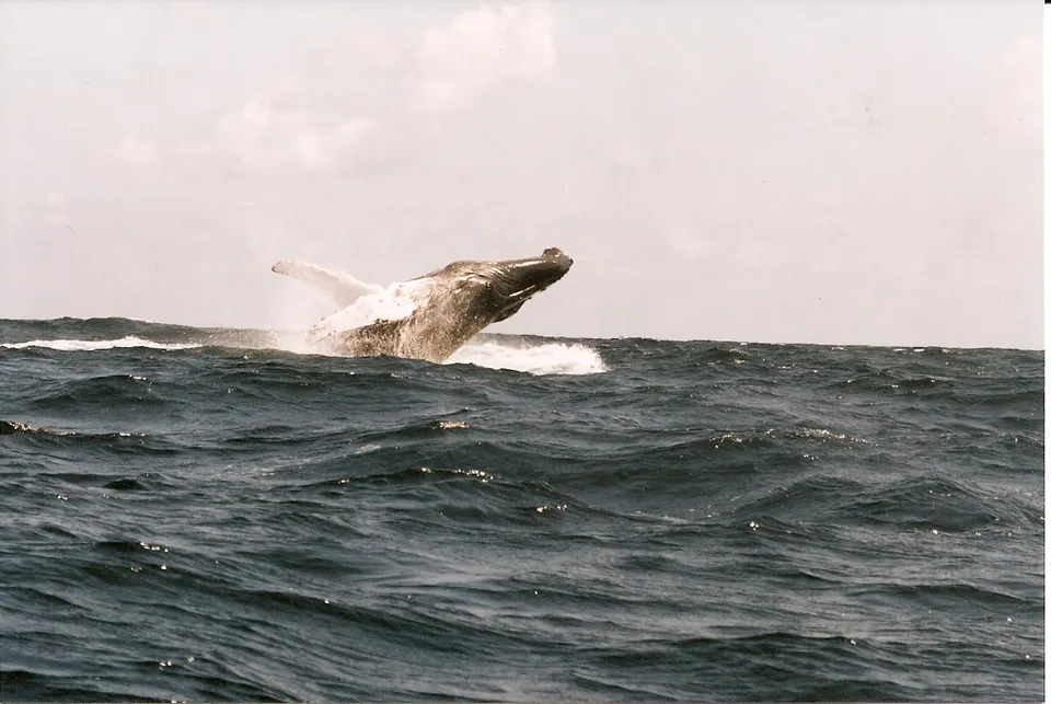 Ballena jorobada saltando en la Bahía de Samaná.