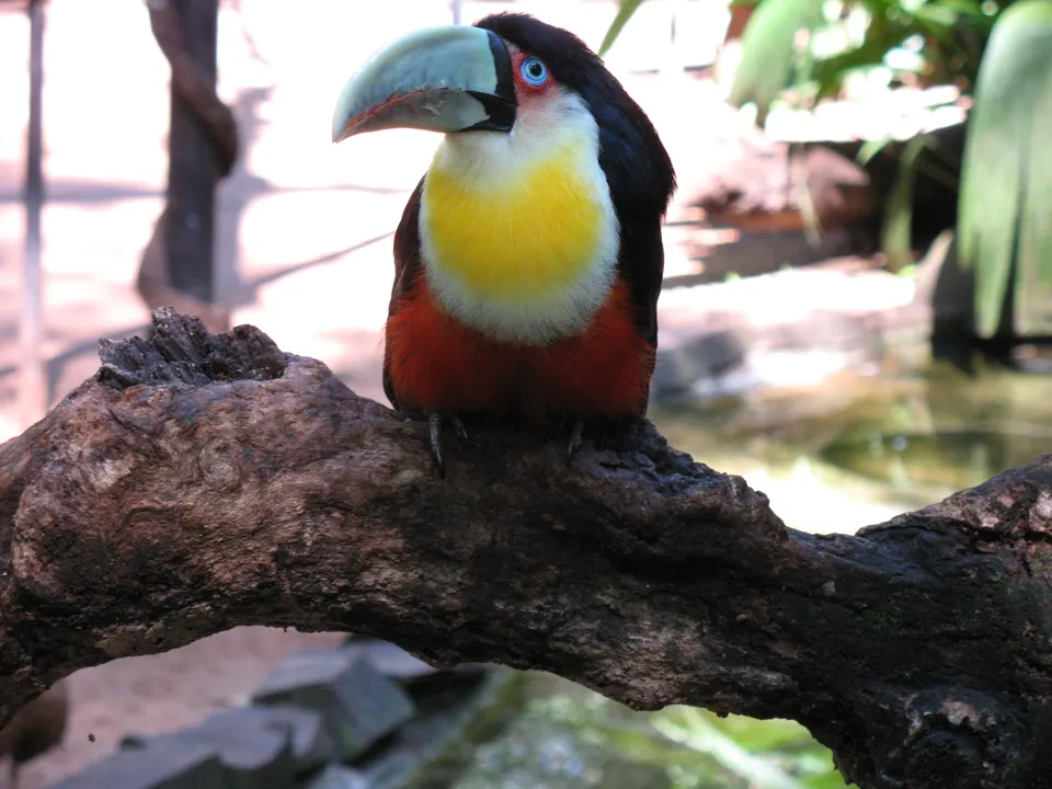 Tucán de pico verde posado sobre ramas en la selva subtropical del Parque de las Aves.