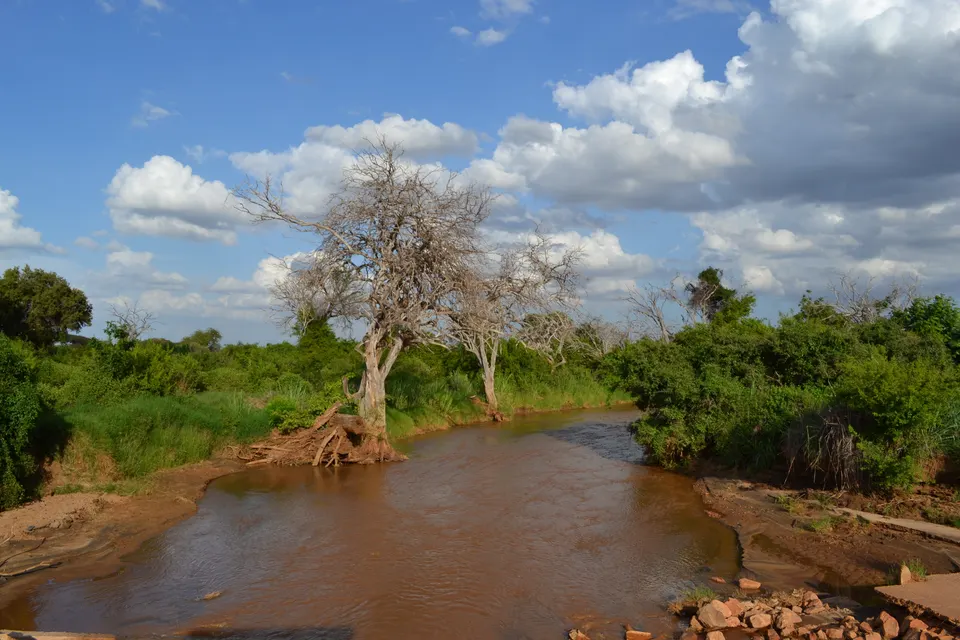 Embalse de Aruba Dam congregando manadas de cebras y búfalos para abrevar en Tsavo Este.