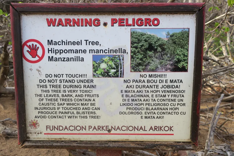 Cartel de advertencia sobre el árbol de manzanillo (manchineel), presente en playas de Aruba.