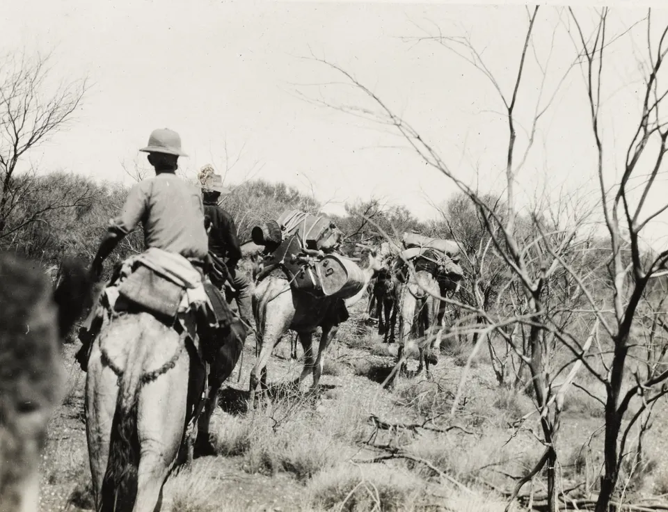 Caravana de camellos atravesando las dunas de arena roja del outback con vistas a Uluru.