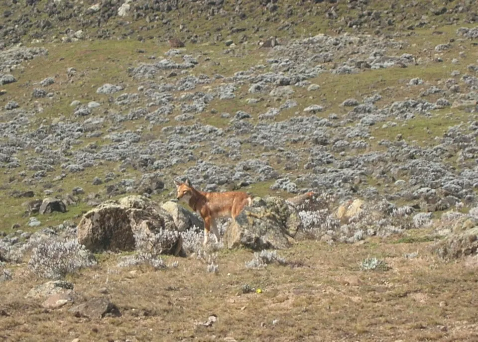Lobo etíope de pelaje rojizo alerta en el ecosistema afroalpino de montaña en Etiopía.