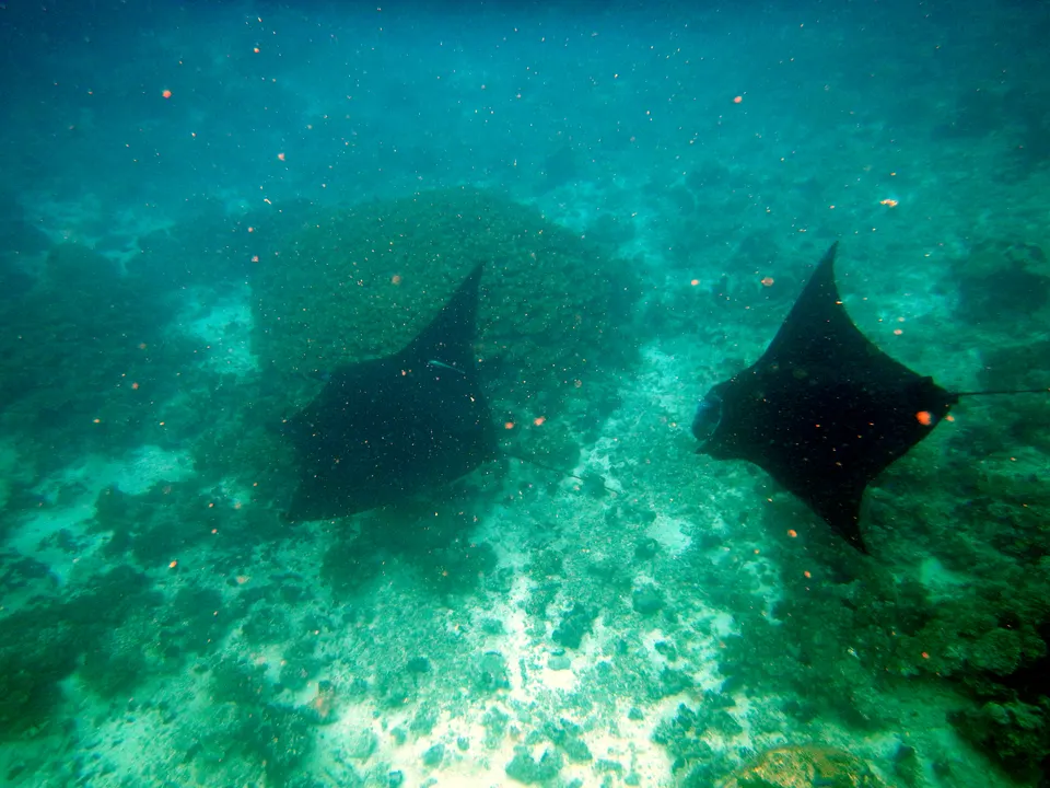 Mantarrayas gigantes alimentándose plácidamente en el canal marítimo de Naviti en las Yasawa.