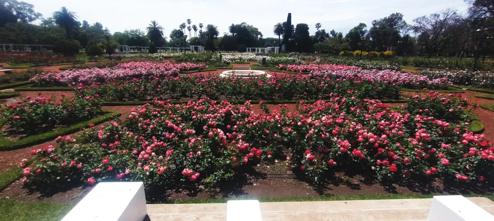 Senderos, pérgolas y miles de rosales en flor dentro de El Rosedal del Parque Tres de Febrero en Palermo.