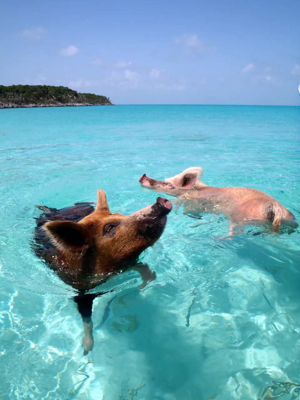 Cerdos nadadores en las aguas de Exuma, Bahamas.