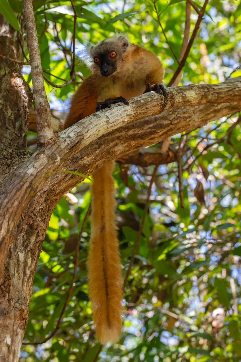 Macho de lémur negro (Eulemur macaco) en la Reserva Natural Integral de Lokobe en Nosy Be.