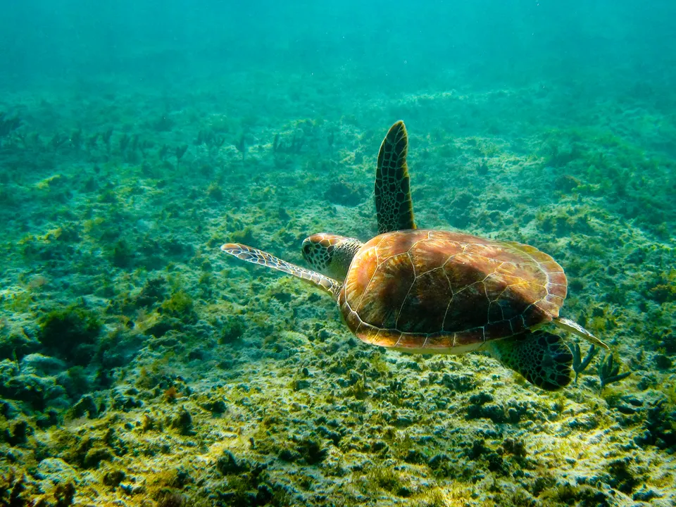 [/photos/femme_makita femme_makita] followed this beauty with our canon p&amp;s w/underwater housing. en playa-del-carmen