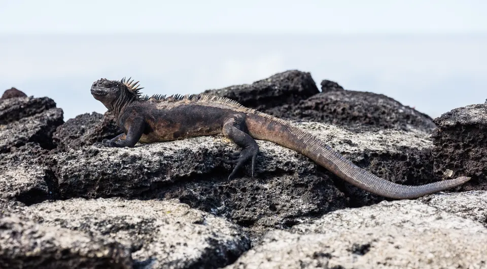 Exemplar of marine iguana (Amblyrhynchus cristatus) lying on a rock in the coast of Las Bachas, Santa Cruz Island, Galáp en galapagos