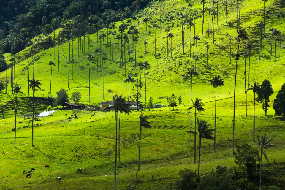Majestuosas palmas de cera del Quindío elevándose entre las verdes colinas neblinosas del Valle de Cocora
