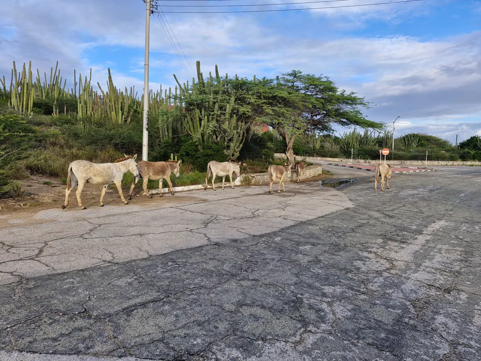 Burros salvajes cerca de San Nicolas, Aruba.