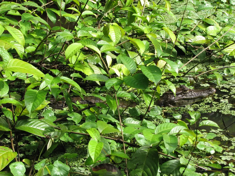 Spectacled Caiman in the Tortuguero National Park, Costa Rica en tortuguero